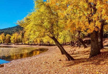 A Découvrir au Maroc - La forêt d'Ifrane