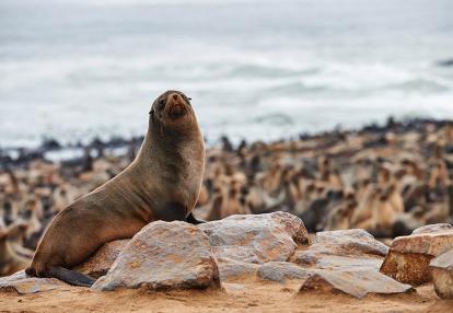 A Découvrir en Namibie - Cape Cross