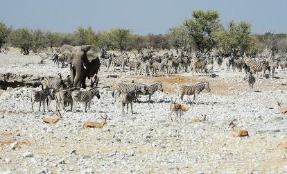 Parc National d'Etosha A Découvrir en Namibie - Parc National d'Etosha