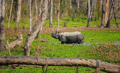 Parc National de Chitwan A Découvrir au Népal - Le Parc National de Chitwan