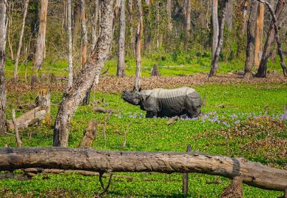 Parc National de Chitwan A Découvrir au Népal - Le Parc National de Chitwan