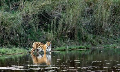 Parc National Royal de Bardia A Découvrir au Népal - Le Parc National Royal de Bardia
