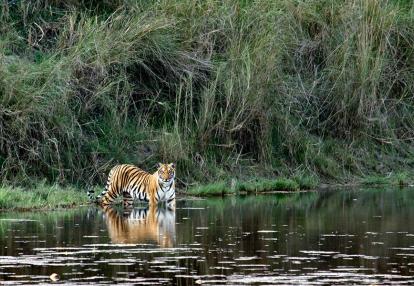 A Découvrir au Népal - Le Parc National Royal de Bardia
