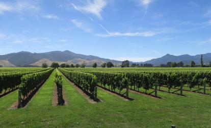 Marlborough A Découvrir en Nouvelle-Zélande - Vignobles du Marlborough