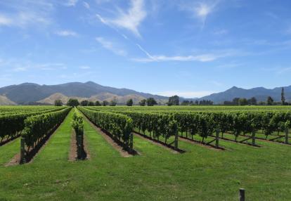 A Découvrir en Nouvelle-Zélande - Vignobles du Marlborough