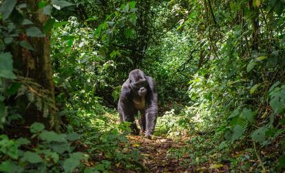 A Découvrir en Ouganda - La forêt impénétrable de Bwindi
