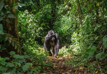 A Découvrir en Ouganda - La forêt impénétrable de Bwindi