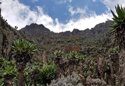 A Découvrir en Ouganda - Parc National des Monts Rwenzori