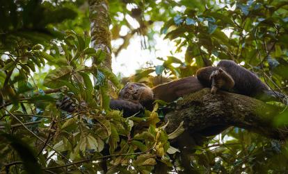 A Découvrir en Ouganda - Parc National de la forêt de Kibale