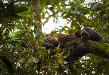 A Découvrir en Ouganda - Parc National de la forêt de Kibale
