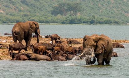 A Découvrir en Ouganda - Le Parc National de la Reine Elizabeth
