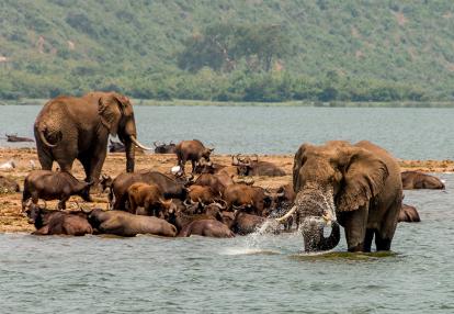A Découvrir en Ouganda - Le Parc National de la Reine Elizabeth