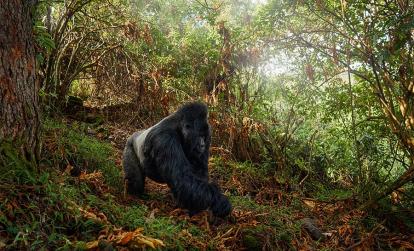A Découvrir en Ouganda - Le Parc National de Mgahinga