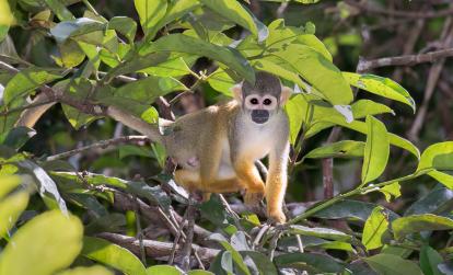 Réserve nationale de Pacaya Samiria - Singe écureuil A Découvrir au Pérou - La Réserve nationale de Pacaya-Samiria