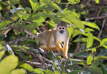 A Découvrir au Pérou - La Réserve nationale de Pacaya-Samiria