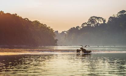 Parc National de Manú A Découvrir au Pérou - Parc National de Manú