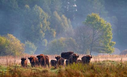 Bialowieza A Découvrir en Pologne - La Forêt de Bialowieza
