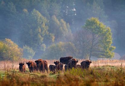 A Découvrir en Pologne - La Forêt de Bialowieza
