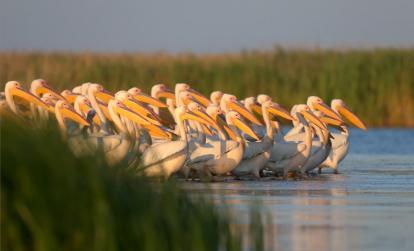 Delta du Danube A Découvrir en Roumanie - Le Delta du Danube