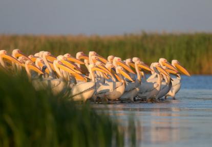 A Découvrir en Roumanie - Le Delta du Danube