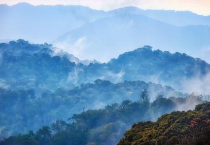 A Découvrir au Rwanda - La Forêt de Nyungwe