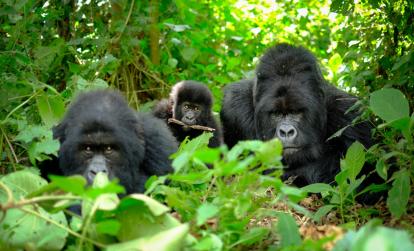 A Découvrir au Rwanda - Parc National des Volcans