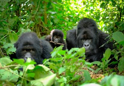 A Découvrir au Rwanda - Parc National des Volcans