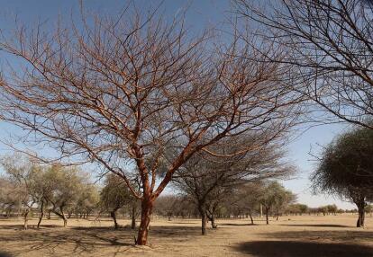 A Découvrir au Sénégal - Désert du Ferlo