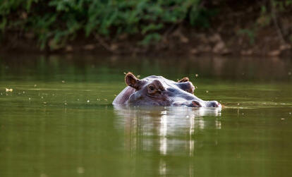 Parc national du Niokolo-Koba A Découvrir au Sénégal - Le Parc national du Niokolo-Koba