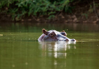 Parc national du Niokolo-Koba A Découvrir au Sénégal - Le Parc national du Niokolo-Koba
