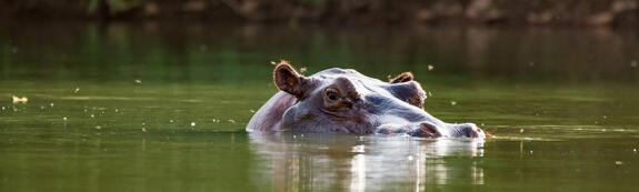 Parc national du Niokolo-Koba