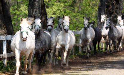 Lipica A Découvrir en Slovénie - Le haras de Lipica