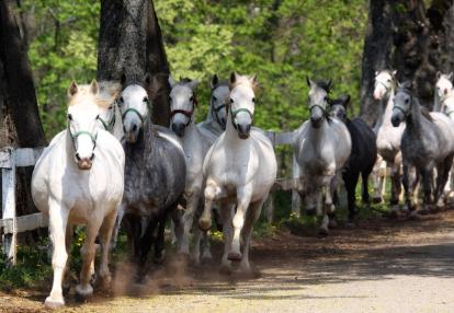 A Découvrir en Slovénie - Le haras de Lipica