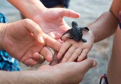 Conservation des tortues de mer, Kosgoda A Découvrir au Sri Lanka - La ferme aux tortues de Kosgoda