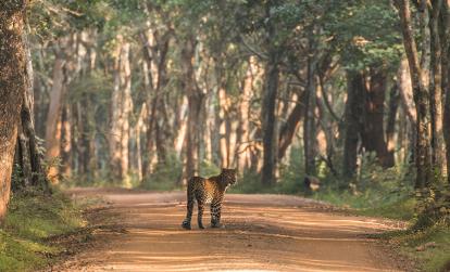 A Découvrir au Népal - Les Parcs et Réserves