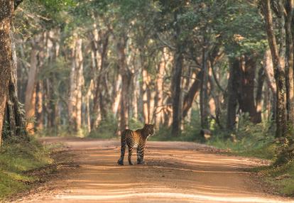Yala National Park A Découvrir au Népal - Les Parcs et Réserves