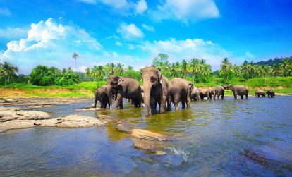 A Découvrir au Sri Lanka - L'Orphelinat des Éléphants de Pinnawela