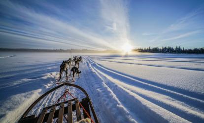 Kiruna - Traîneau à chiens A Découvrir en Suède - Traîneau à chiens en Laponie