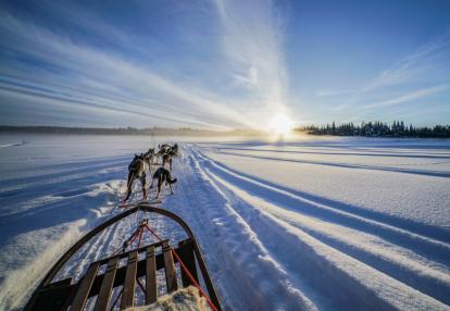Kiruna - Traîneau à chiens A Découvrir en Suède - Traîneau à chiens en Laponie
