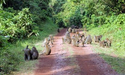 A Découvrir en Tanzanie - La réserve d'Arusha
