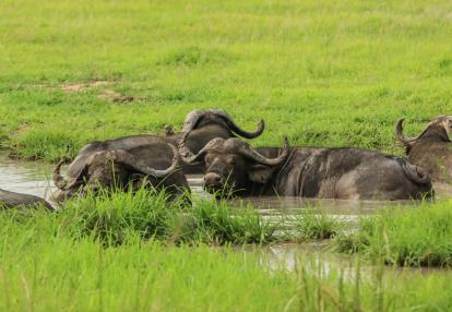 A Découvrir en Tanzanie - La Réserve de Mikumi