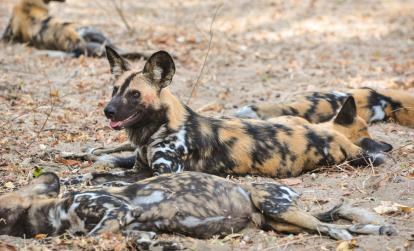 A Découvrir en Tanzanie - La Réserve de Selous