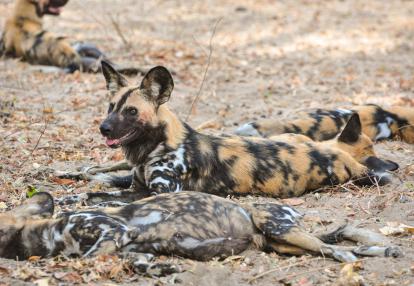A Découvrir en Tanzanie - La Réserve de Selous