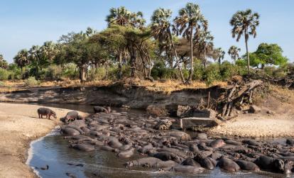 A Découvrir en Tanzanie - Le Parc National de Katavi