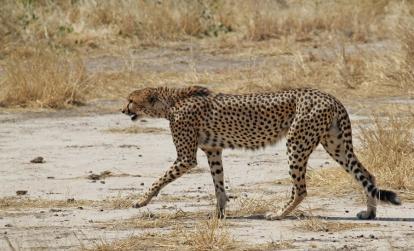 Parc National de Ruaha A Découvrir en Tanzanie - Le Parc National de Ruaha