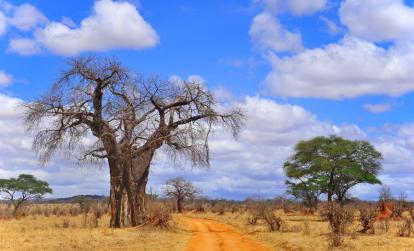 A Découvrir en Tanzanie - Parc National de Tarangire