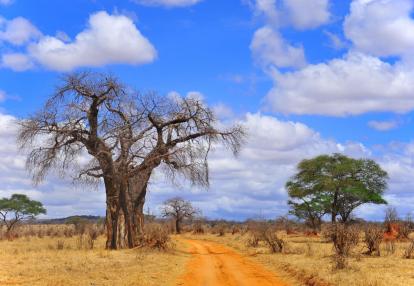 A Découvrir en Tanzanie - Parc National de Tarangire