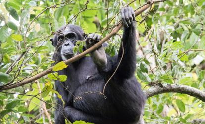 A Découvrir en Tanzanie - Parc National des monts Mahale