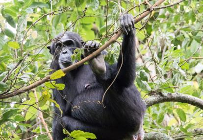 A Découvrir en Tanzanie - Parc National des monts Mahale