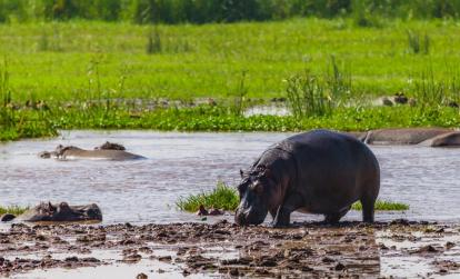 A Découvrir en Tanzanie - Le Parc National du lac Manyara